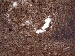 Invitrogen Macro H2A.2 Monoclonal Antibody (OTI1C2) 100 &mu;L; Unconjugated:Antibodies,