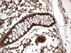 Invitrogen Macro H2A.2 Monoclonal Antibody (OTI1C2) 100 &mu;L; Unconjugated:Antibodies,