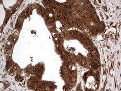 Invitrogen Macro H2A.2 Monoclonal Antibody (OTI1C2) 100 &mu;L; Unconjugated:Antibodies,