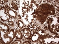 Invitrogen Macro H2A.2 Monoclonal Antibody (OTI1C2) 100 &mu;L; Unconjugated:Antibodies,