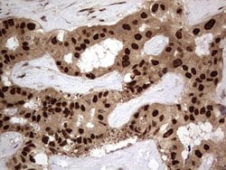 Invitrogen Macro H2A.2 Monoclonal Antibody (OTI1C2) 100 &mu;L; Unconjugated:Antibodies,