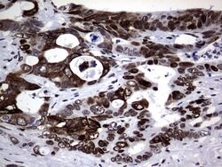 Invitrogen Macro H2A.2 Monoclonal Antibody (OTI1F5) 100 &mu;L; Unconjugated:Antibodies,