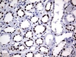 Invitrogen Macro H2A.2 Monoclonal Antibody (OTI1F5) 100 &mu;L; Unconjugated:Antibodies,