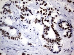 Invitrogen Macro H2A.2 Monoclonal Antibody (OTI1F5) 100 &mu;L; Unconjugated:Antibodies,