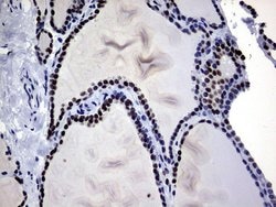 Invitrogen Macro H2A.2 Monoclonal Antibody (OTI1F5) 100 &mu;L; Unconjugated:Antibodies,