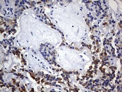 Invitrogen ISCU Monoclonal Antibody (OTI4F5) 100 &mu;L; Unconjugated:Antibodies,