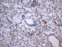 Invitrogen ISCU Monoclonal Antibody (OTI4F5) 100 &mu;L; Unconjugated:Antibodies,
