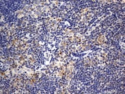 Invitrogen ISCU Monoclonal Antibody (OTI4F5) 100 &mu;L; Unconjugated:Antibodies,