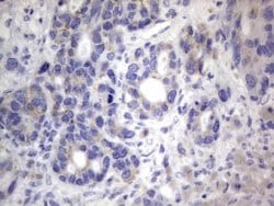 Invitrogen CHCHD3 Monoclonal Antibody (OTI7G4) 100 &mu;L; Unconjugated:Antibodies,