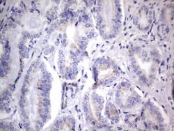 Invitrogen CHCHD3 Monoclonal Antibody (OTI7G4) 100 &mu;L; Unconjugated:Antibodies,