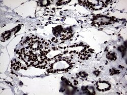 Invitrogen Macro H2A.2 Monoclonal Antibody (OTI1F6) 100 &mu;L; Unconjugated:Antibodies,
