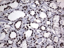 Invitrogen Macro H2A.2 Monoclonal Antibody (OTI1F6) 100 &mu;L; Unconjugated:Antibodies,