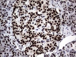 Invitrogen Macro H2A.2 Monoclonal Antibody (OTI1F6) 100 &mu;L; Unconjugated:Antibodies,
