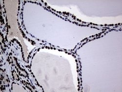 Invitrogen Macro H2A.2 Monoclonal Antibody (OTI1F6) 100 &mu;L; Unconjugated:Antibodies,