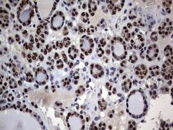 Invitrogen Macro H2A.2 Monoclonal Antibody (OTI1F6) 100 &mu;L; Unconjugated:Antibodies,