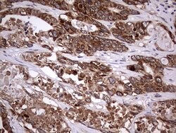 Invitrogen ZNF286A Monoclonal Antibody (OTI7D2) 100 &mu;L; Unconjugated:Antibodies,