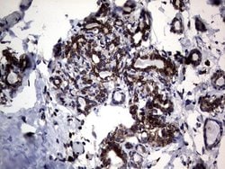 Invitrogen DDOST Monoclonal Antibody (OTI2H1) 100 &mu;L; Unconjugated:Antibodies,