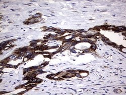 Invitrogen DDOST Monoclonal Antibody (OTI2H1) 100 &mu;L; Unconjugated:Antibodies,