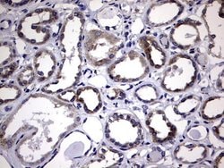 Invitrogen DDOST Monoclonal Antibody (OTI2H1) 100 &mu;L; Unconjugated:Antibodies,