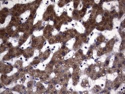 Invitrogen DDOST Monoclonal Antibody (OTI2H1) 100 &mu;L; Unconjugated:Antibodies,