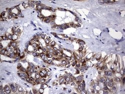 Invitrogen DDOST Monoclonal Antibody (OTI2H1) 100 &mu;L; Unconjugated:Antibodies,