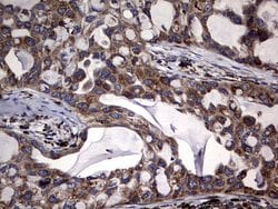 Invitrogen DDOST Monoclonal Antibody (OTI2H1) 100 &mu;L; Unconjugated:Antibodies,