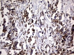 Invitrogen DDOST Monoclonal Antibody (OTI2H1) 100 &mu;L; Unconjugated:Antibodies,