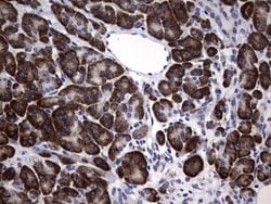 Invitrogen DDOST Monoclonal Antibody (OTI2H1) 100 &mu;L; Unconjugated:Antibodies,