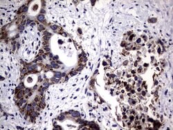 Invitrogen DDOST Monoclonal Antibody (OTI2H1) 100 &mu;L; Unconjugated:Antibodies,