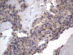 Invitrogen DDOST Monoclonal Antibody (OTI2B4) 100 &mu;L; Unconjugated:Antibodies,