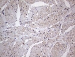 Invitrogen DDOST Monoclonal Antibody (OTI2B4) 100 &mu;L; Unconjugated:Antibodies,