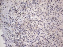 Invitrogen DDOST Monoclonal Antibody (OTI2B4) 100 &mu;L; Unconjugated:Antibodies,