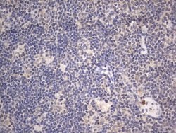 Invitrogen DDOST Monoclonal Antibody (OTI2B4) 100 &mu;L; Unconjugated:Antibodies,