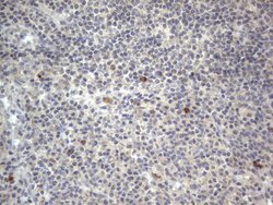 Invitrogen DDOST Monoclonal Antibody (OTI2B4) 100 &mu;L; Unconjugated:Antibodies,