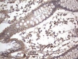 Invitrogen DDOST Monoclonal Antibody (OTI2B4) 100 &mu;L; Unconjugated:Antibodies,