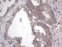 Invitrogen DDOST Monoclonal Antibody (OTI2B4) 100 &mu;L; Unconjugated:Antibodies,