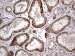 Invitrogen DDOST Monoclonal Antibody (OTI2B4) 100 &mu;L; Unconjugated:Antibodies,