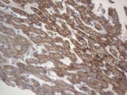 Invitrogen DDOST Monoclonal Antibody (OTI2B4) 100 &mu;L; Unconjugated:Antibodies,
