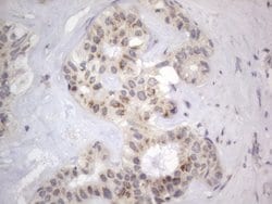 Invitrogen DDOST Monoclonal Antibody (OTI2B4) 100 &mu;L; Unconjugated:Antibodies,