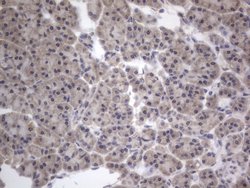 Invitrogen DDOST Monoclonal Antibody (OTI2B4) 100 &mu;L; Unconjugated:Antibodies,