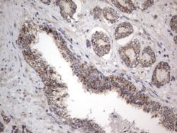 Invitrogen DDOST Monoclonal Antibody (OTI2B4) 100 &mu;L; Unconjugated:Antibodies,