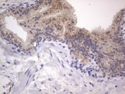 Invitrogen DDOST Monoclonal Antibody (OTI2B4) 100 &mu;L; Unconjugated:Antibodies,