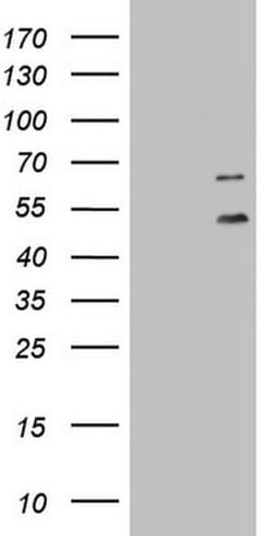 Invitrogen DDOST Monoclonal Antibody (OTI2B4) 100 &mu;L; Unconjugated:Antibodies,