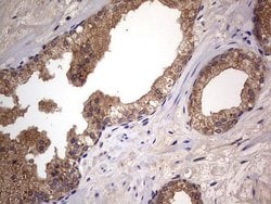 A-Raf Monoclonal Antibody (OTI2G9):Antibodies, Monoclonal