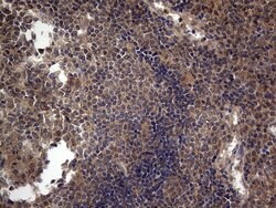 A-Raf Monoclonal Antibody (OTI2G9):Antibodies, Monoclonal