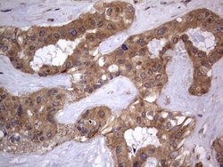 A-Raf Monoclonal Antibody (OTI2G9):Antibodies, Monoclonal