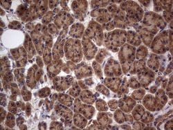 A-Raf Monoclonal Antibody (OTI2G9):Antibodies, Monoclonal