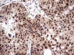 Invitrogen PPIL1 Monoclonal Antibody (OTI2D1) 100 &mu;L; Unconjugated:Antibodies,