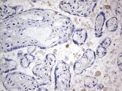 Invitrogen TACC2 Monoclonal Antibody (OTI1C3) 100 &mu;L; Unconjugated:Antibodies,
