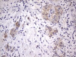 Invitrogen ITGB1BP1 Monoclonal Antibody (OTI6A12) 100 &mu;L; Unconjugated:Antibodies,